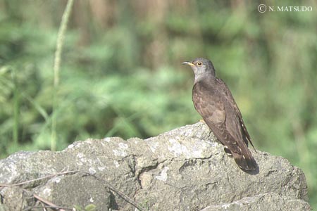 ���۶���