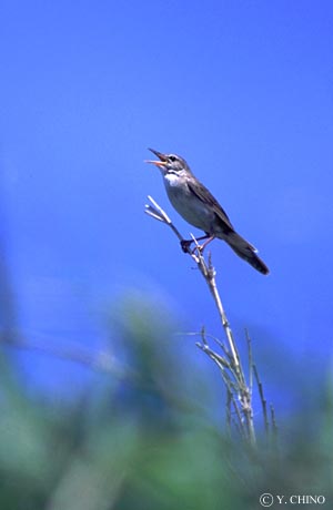 �E�`���}�Z���j���E