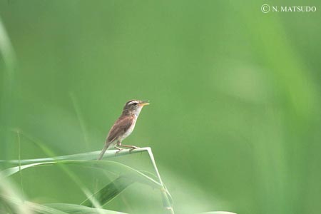 �R���V�L��