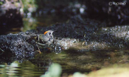 �L�N�C�^�_�L